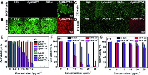 A Intracellular ROS Generation With DCFH DA As An Indicator In MCF 7