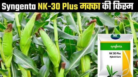 Syngenta NK 30 Plus Hybrid Corn Makka Ki Kism YouTube