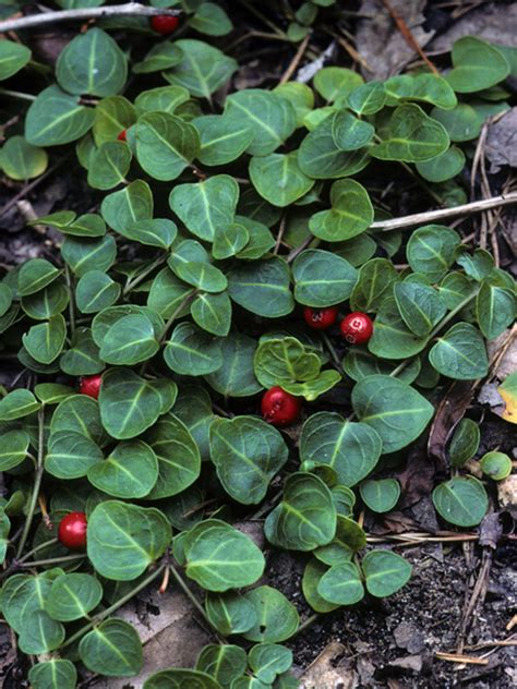 Buy Partridge Berry Online | Buy 1 Get 1 Free | Fast Shipping