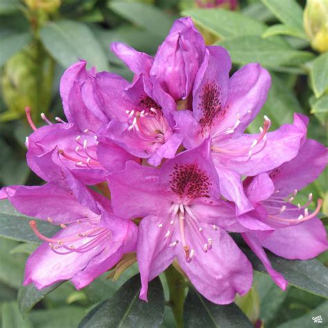 Rhododendron — Green Acres Nursery & Supply