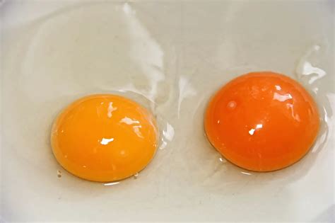 Egg Yolk Color. Pale Yellow to Deep Orange. Egg Yolk Color Meaning ...