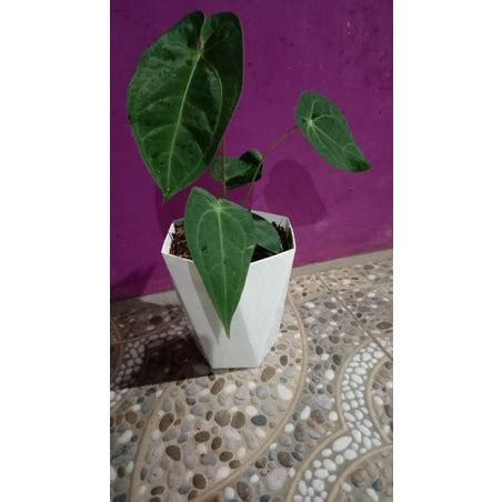 Jual Anthurium Kuping Gajah Green Mamba Shopee Indonesia