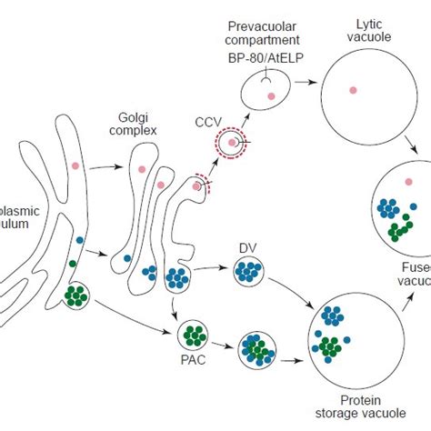 5 Schematic Representation Of Clathrin Coated Vesicles Adapted From