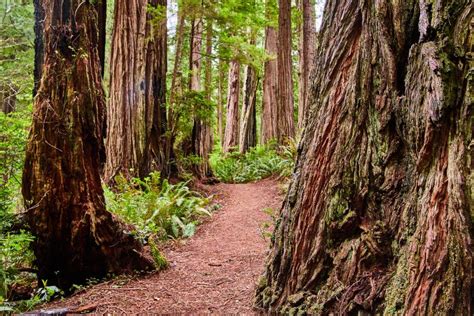 Hiking Path Winds through Ancient Redwood Forest in California Stock ...