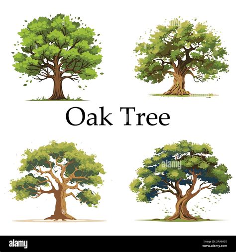 Flat Oak Tree Vector Illustration Design Stock Vector Image And Art Alamy