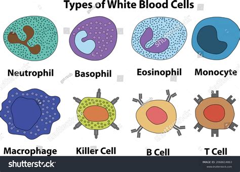 Types White Blood Cells Stock Vector (Royalty Free) 2068614863 | Shutterstock