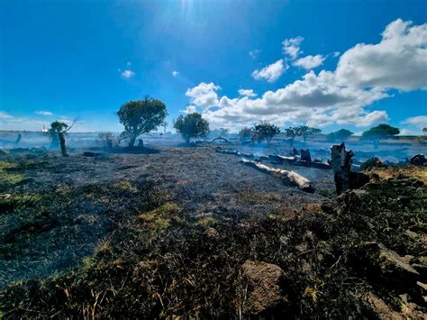 Impactos En La Biodiversidad Ki Mo A Te Henua