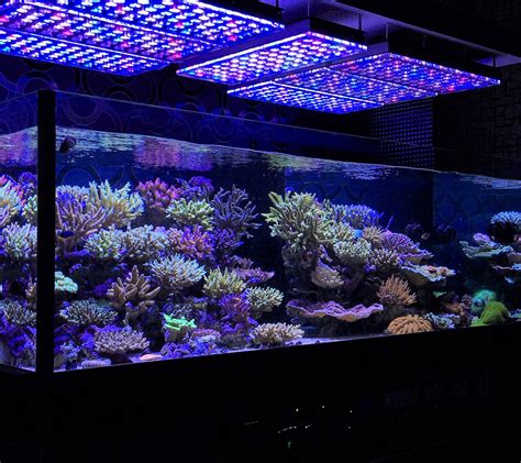 Illuminate Your Aquarium Like Never Before: Top 10 LED Lights for ...