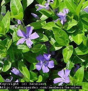 Plantfiles Pictures Vinca Species Common Periwinkle Creeping Myrtle