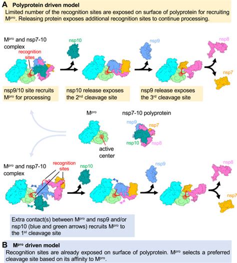 Sars Cov Polyprotein Substrate Regulates The Stepwise Mpro Cleavage