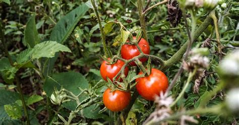 Faut Il Couper Les Feuilles Des Tomates Pour Les Faire M Rir Plus Vite