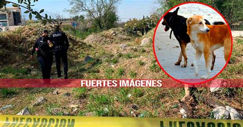 Encuentran Cuerpo Putrefacto Que Era Devorado Por Perros