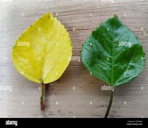 Yellow And Green Hibiscus Leaves In A Wooden Background Scientific