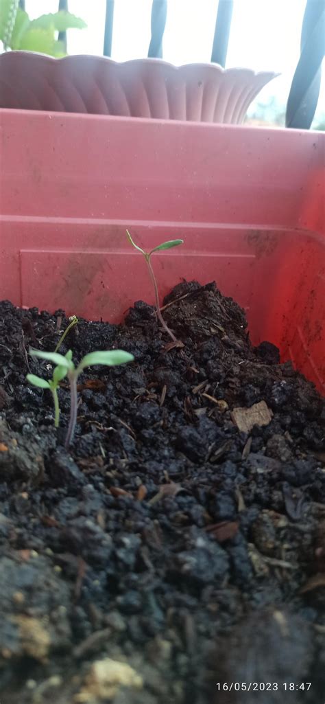 Tomato Growing Tips : r/gardening