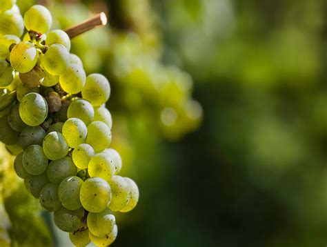 Images Gratuites La Nature Branche Fleur Grain De Raisin Du Vin