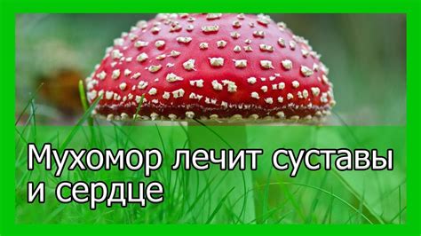 Мухомор лечит суставы и сердце - YouTube