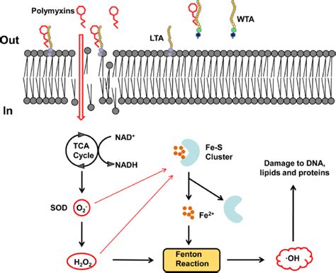 Proposed Lethality Of Polymyxins Against Gram Positive Bacteria