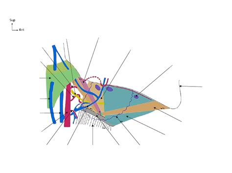 Diagramme De An Vue Lat Rale Superficielle De La R Gion Supra