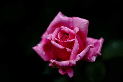 Pink rose photography HD wallpaper | Wallpaper Flare