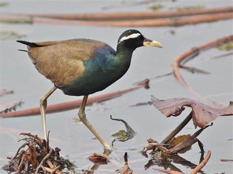 Bronze Winged Jacana The Bronze Winged Jacana Is Widely Di Flickr