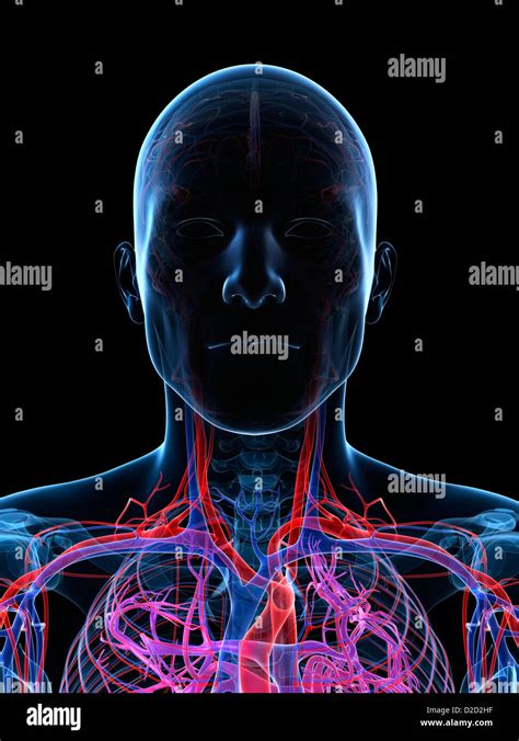 Male Vascular System Computer Artwork Stock Photo Alamy