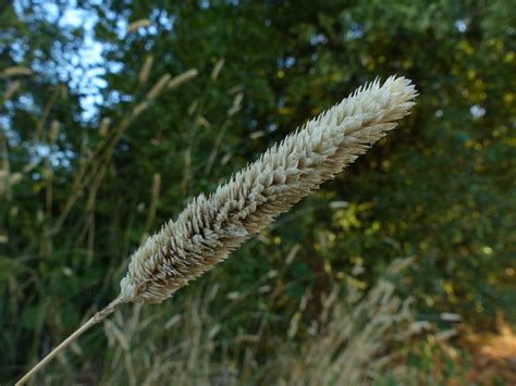 Phalaris Aquatica Identification