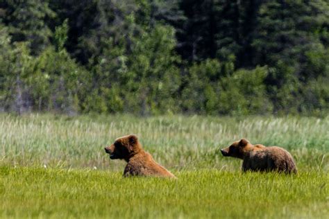 See Pictures Of Previous Wild Bear Tours | Alaska Bear View