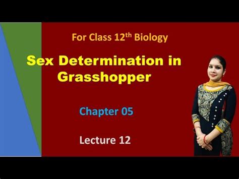 Ch Lec Sex Determination In Grasshopper Youtube