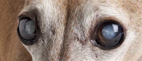 Cataracts In Dogs 5 Ways To Prevent And Treat Them All About Dog