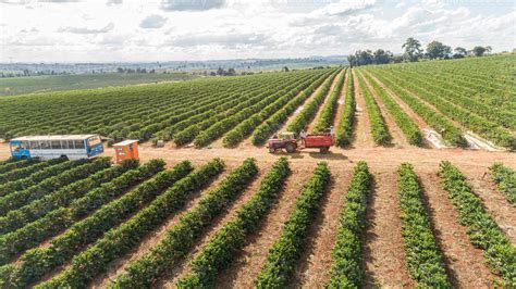 Vista A Rea De Uma Grande Fazenda Brasileira Planta O De Caf