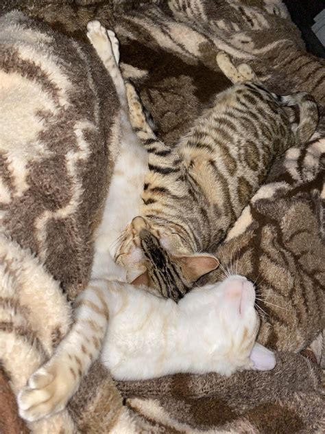When your cats blend into your blankets : r/catsareliquid