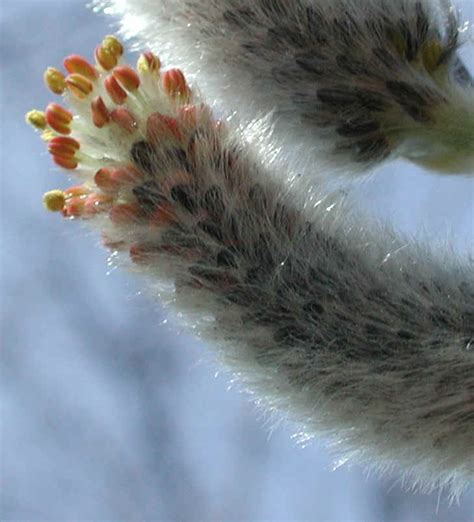 Pussy Willow Salix Discolor 22a Flowering Trees Bushes And