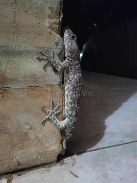 A Lagartixa Na Parede - Lagartixa na parede foto de stock. Imagem de serpente - 241925790