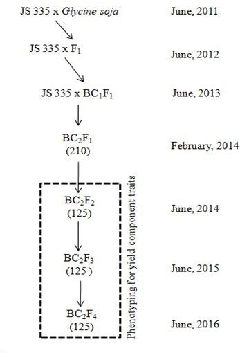 Flow Chart Showing Development And Evaluation Of Backcross Mapping Download Scientific Diagram