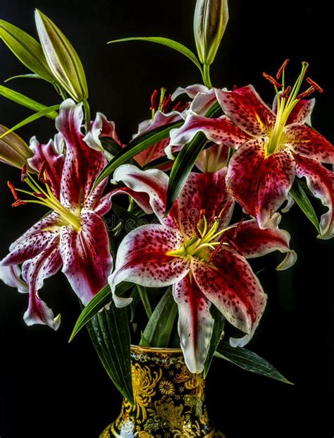 Stargazer Lily in Vase on Black Background Stock Photo - Image of black, base: 243202036