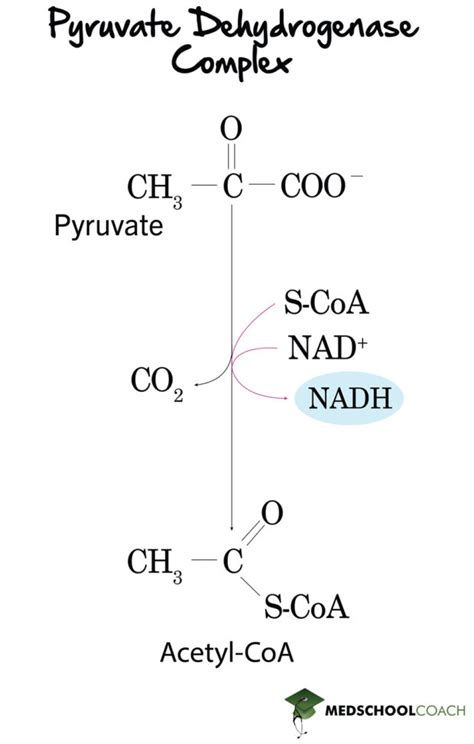 Pyruvate Dehydrogenase Complex – MCAT Biochemistry | MedSchoolCoach