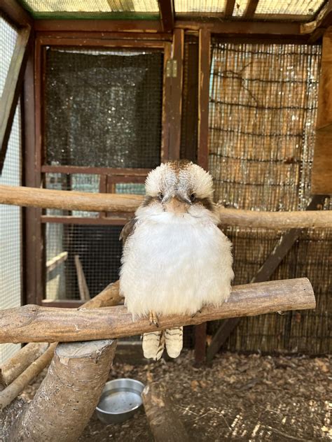 埼玉県こども動物自然公園公式さんの人気ツイートリツイート順 ついふぁん