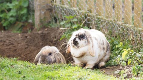 32 tips for taking care of rabbits | PetsRadar