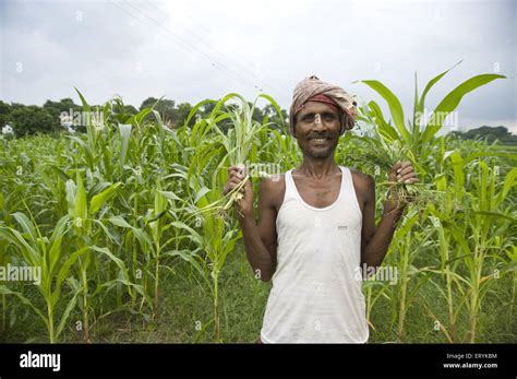 Farmer in rice fields hi-res stock photography and images - Alamy