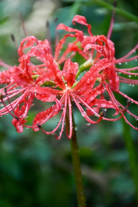 Lycoris Radiata Red Spiderlily Meristem