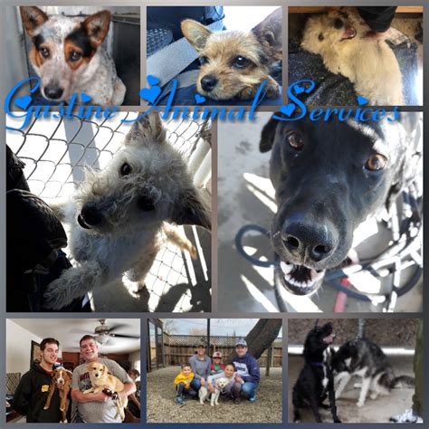livingston county animal control
