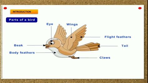 Beaks And Claws Of Birds Types Of Birds Science CBSE Board YouTube