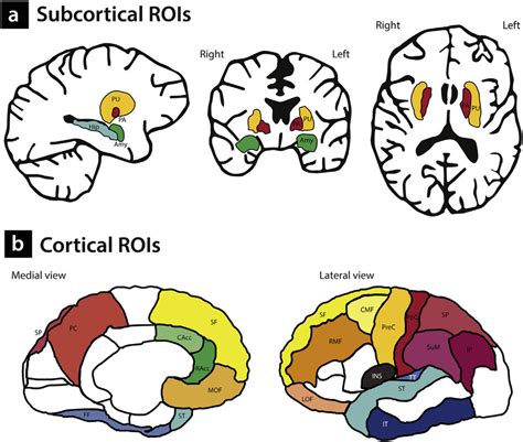 Subcortical And Cortical Regions Of Interest ROIs Subcortical ROIs