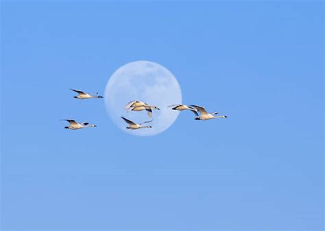 70 Swans Fly Moon Sky Birds Stock Photos Pictures And Royalty Free