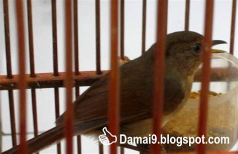 Burung Kicauan Nightingale Sigende Cucak Batu Kenari Batu Burung