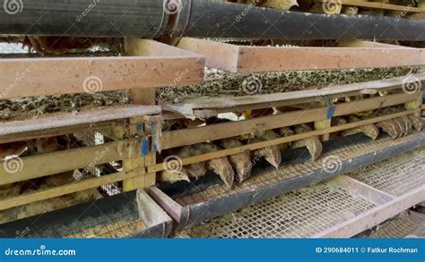 Quail Laying Cage Traditional Bamboo Cage Rack For Quail Eggs On The