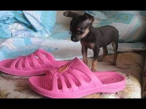😺 Блин! Принеси, говорит, тапки! 🐕 Смешное видео с собаками, кошками и ...