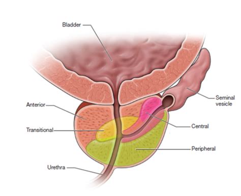 Urology Flashcards Quizlet