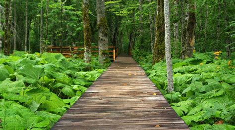 Biogradska Gora – Discover Montenegro