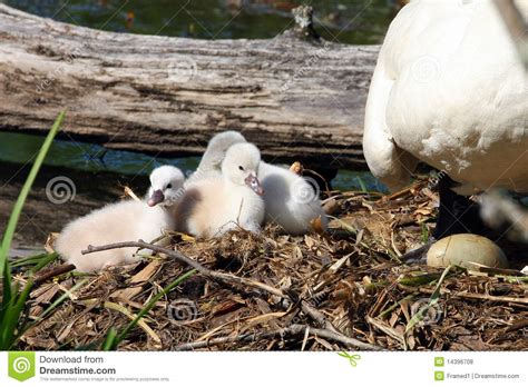 Mute Swan & Cygnets stock photo. Image of beak, orange - 14396708